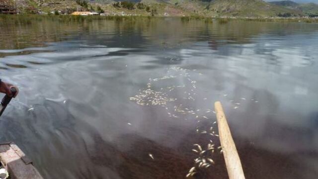 Puno: Hallan peces muertos a orillas del lago Titicaca
