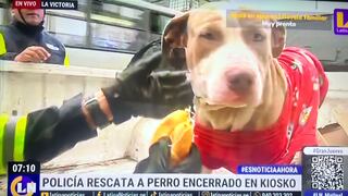 La Victoria: Liberan a perrito pitbull que pasaba las 24 horas encerrado en un negocio