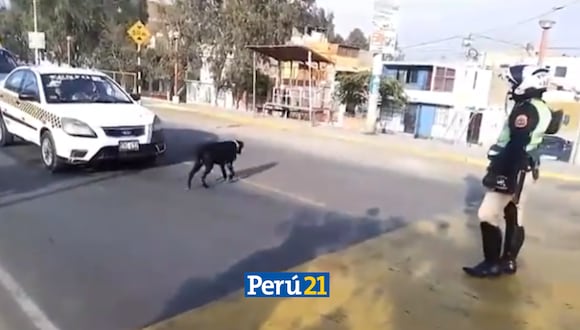 Policía ayuda a perrito a cruzar la pista. (Foto: Twitter)