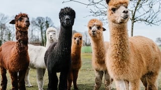 Promperú: exportaciones de productos de alpaca crecieron 25 % a noviembre 2018