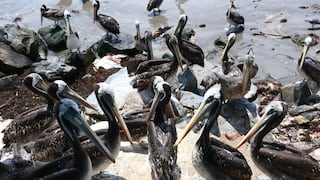 Ministra de Salud por descenso de aves muertas: “no sería correcto el cierre de las playas”  