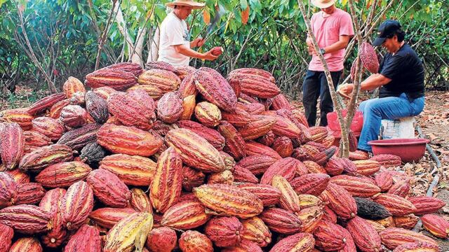 El Cacao tendría origen nacional, de acuerdo a hallazgos recientes