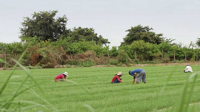 Economía peruana creció 3.44% en junio pese a bajo desempeño del sector agropecuario
