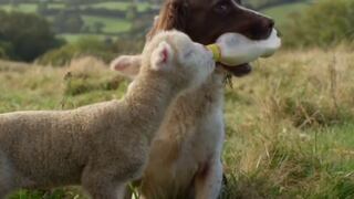 Perro alimenta con un biberón a corderos huérfanos y conquista las redes sociales