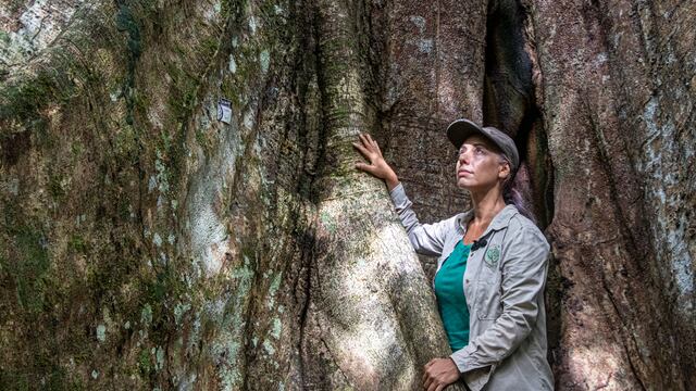 Tatiana Espinosa, ingeniera forestal: “En la Amazonía estamos matando los árboles madre”