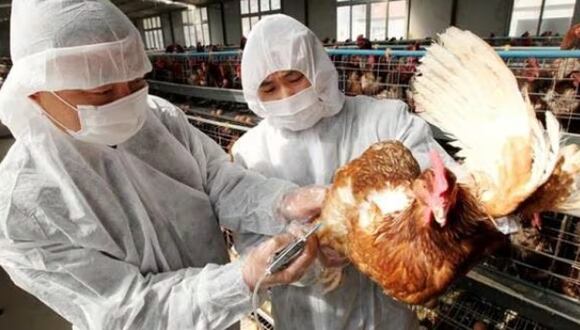 Gripe aviar (Referencial)