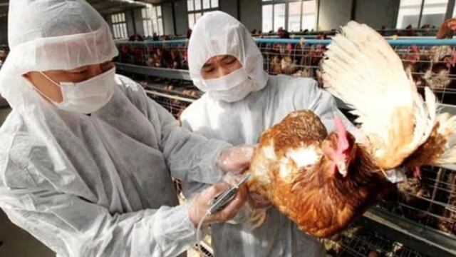 OMS aclara que reciente muerte en México no fue por gripe aviar