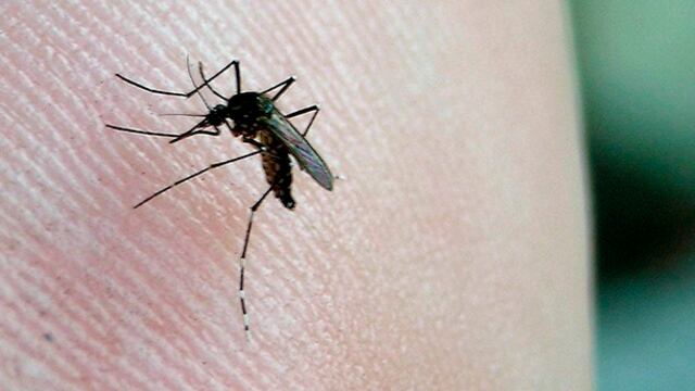 Coronadengue: todo sobre la infección de covid y dengue al mismo tiempo 