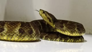 Nacen 24 crías de la serpiente jergón en el Museo de Historia Natural de UNMSM