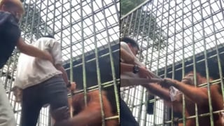 Quiso tocar a un orangután, saltó la valla de seguridad y terminó siendo atacado por el animal [VIDEO]