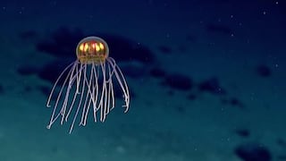 Hallaron a esta brillante medusa en la fosa de las Marianas [Video]