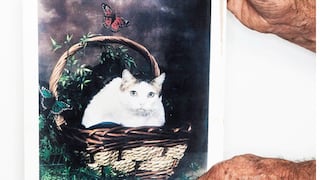 Creme Puff, el gato que vivió 38 años, y otras historias de felinos que parecen eternos