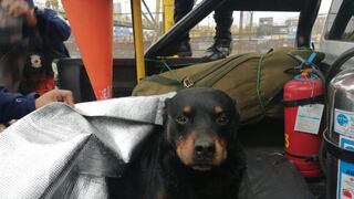Buscan a dueño de Rottweiler rescatado tras caer en el río Rímac