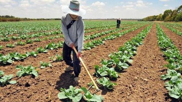 Sector agropecuario perdió 87,000 puestos de trabajo en 12 meses, según el BCR