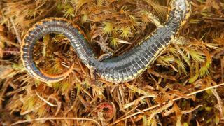 Nueva especie de lagartija es descubierta en Cusco 