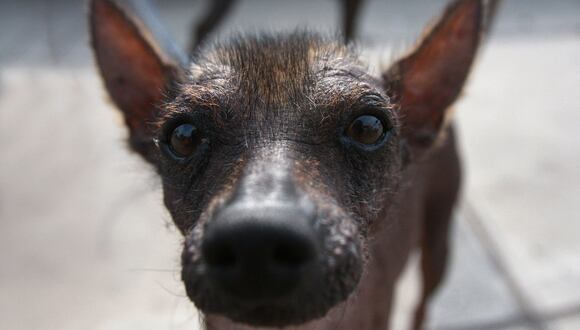 Hoy se celebra el día del perro sin pelo. (Foto: ERNESTO BENAVIDES / AFP)