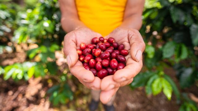 Café del Futuro: Cerca de 3000 productores peruanos implementan prácticas en caficultura climáticamente inteligente