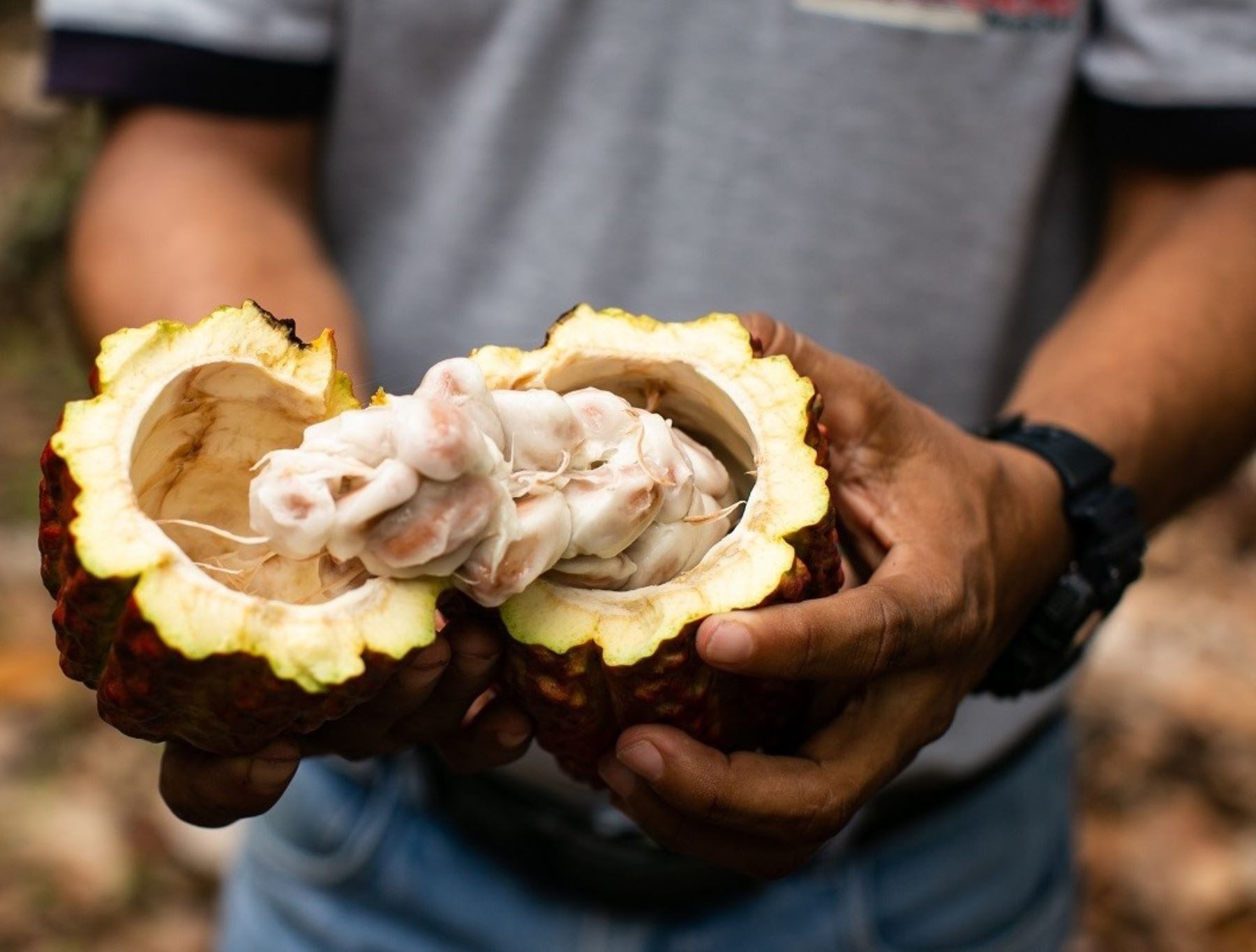 El cacao peruano es valorado por sus atributos, logrando mayores oportunidades de exportación, lo que ha generado mejores condiciones de vida de productores. (Foto: Andina)