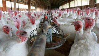 Perú prohibe ingreso de aves procedentes de Chile por influenza aviar