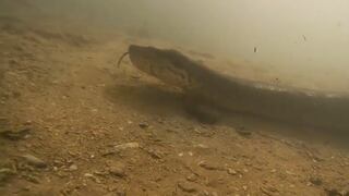 Brasil: Las increíbles imágenes de los buzos que encontraron una anaconda de 7 metros