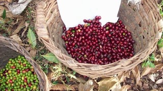 Día del café peruano: ¿Cuáles son los retos de este cultivo en el país?