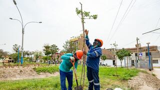 Plantan más de 1,000 árboles en Comas por obras de ampliación del Metropolitano