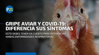 Gripe aviar en Perú: toma en cuenta esto para diferenciar sus síntomas a los del COVID-19