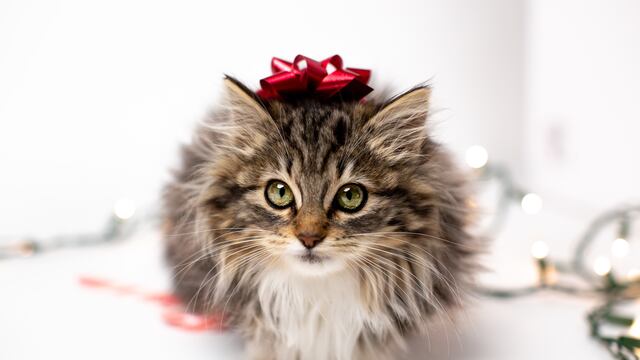 Seamos responsables: expertos recomiendan no regalar animales en Navidad