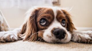 La ciencia descubre el misterio tras la irresistible mirada de los perros
