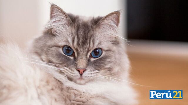 Maullidos largos: Las razas de gato que viven más años | FOTOS 