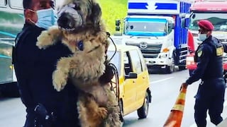 Los Olivos: Policías detienen el tránsito en la Panamericana Norte y salvan a un perro de morir atropellado