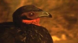 La historia de pava aliblanca, el ave que creyeron extinta por 100 años