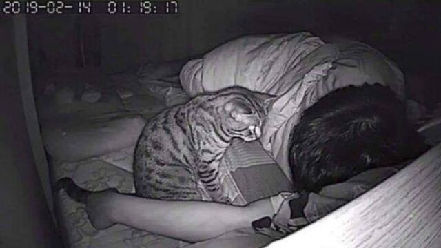 Quedó sorprendido al descubrir que su gato intentaba asfixiarlo por las noches mientras dormía