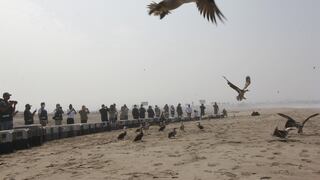 Así fue la liberación de 39 aves recuperadas tras ser afectadas con petróleo  [VIDEO]