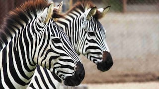 Zoológicos Parque de las Leyendas y Huachipa organizan actividades para subsistir sin visitantes