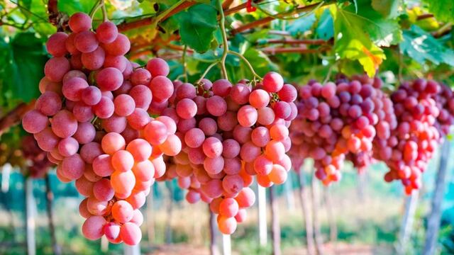 Uvas y cítricos peruanos ingresarán al mercado argentino