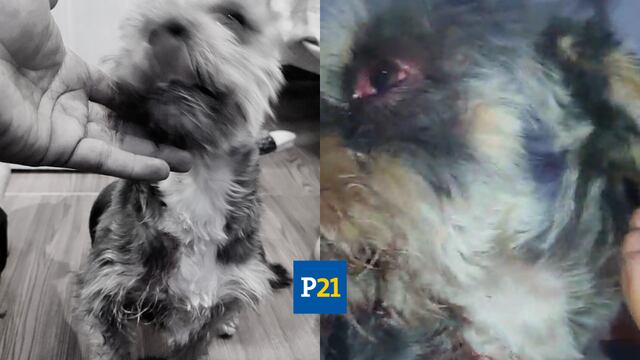 Nuevo caso de maltrato animal causa indignación: desalmado golpeó a su perrita hasta hacerla sangrar [VIDEO]