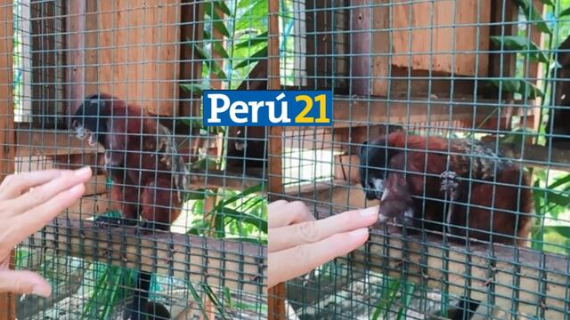 Jorgito, el mono que perdió sus manos, muestra lo más oscuro del tráfico de animales
