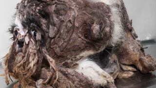 Canadá: La increíble transformación de un perro vagabundo rescatado [Fotos]