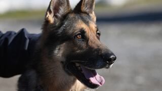 Argentina: salió para ir a trabajar y muere atacado por más de 10 perros