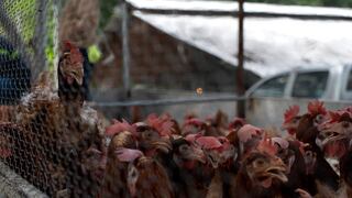 Gripe aviar H10N3: ¿qué se sabe del primer caso detectado en humanos?