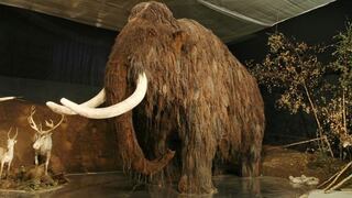 Clonarán a mamut congelado hace 100 mil años