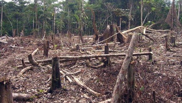 Norma aprobada que hace cambios a la Ley Forestal impide la deforestación. (Foto: GEC)