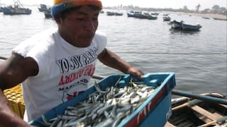 Anchoveta juvenil: Veda impide la pesca de 25 mil toneladas