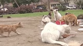 Ate: Parque ‘invadido’ por gatos causa enfrentamiento entre los vecinos [VIDEO]
