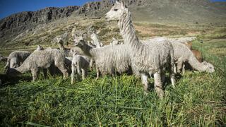 Promperú: 20 empresas de Junín y Huancavelica exportarían US$600,000 en confecciones de alpaca