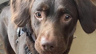 Conoce a Coco: el primer perrito en ser tratado por problemas de adicción al alcohol