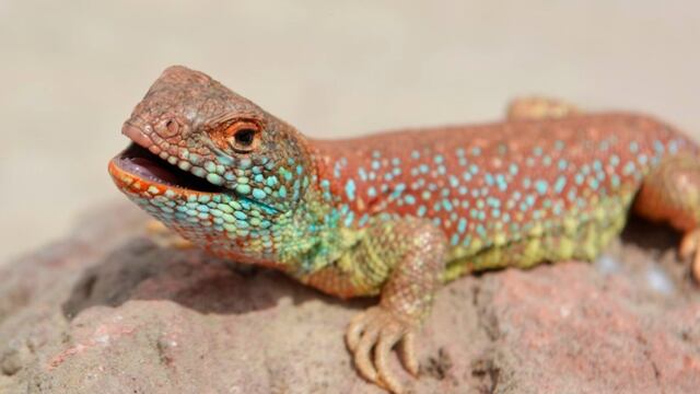Tacna: Descubren nueva especie de lagarto en el desierto costero