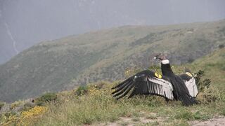 Midagri realizará censo del cóndor andino para conservar su especie