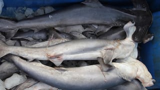 Produce establece límite de captura del tiburón martillo